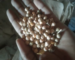 Normal White Peas for sale in Jalaun