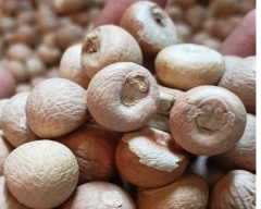 Dried Arecanut for sale in North Goa
