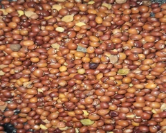 Indian Tur for sale in Amravati