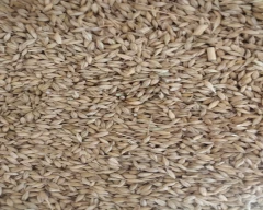 Normal Barley for sale in Sikar