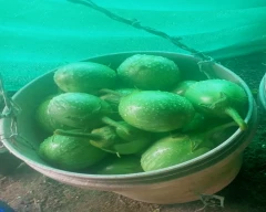 Other Brinjal for sale in Tikamgarh