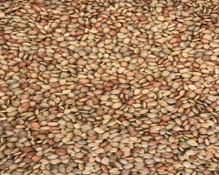 Normal Horse Gram for sale in Tumakuru