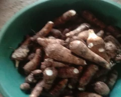 Normal Colocasia for sale in Khandwa