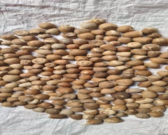 Other Arecanut for sale in Thoothukudi