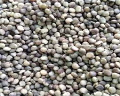 Normal Cluster Beans for sale in Hisar