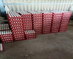 White Egg for sale in Bagalkot