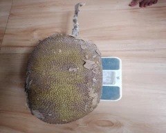 Normal Jackfruit for sale in Cachar