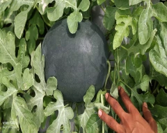 Hybrid Muskmelon for sale in Solapur