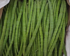 A Grade Quality Drumstick for sale in Karur