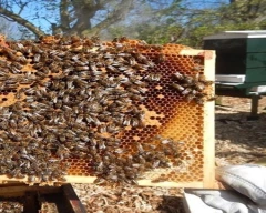 Multifloral Honey for sale in Jaunpur
