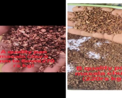 Natural Arecanut for sale in Shivamogga