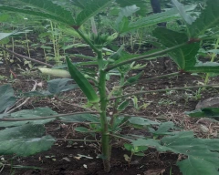 Normal Ladys Finger for sale in Wardha