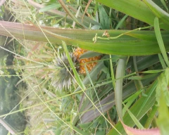 A Grade Quality Pineapple for sale in Kanyakumari