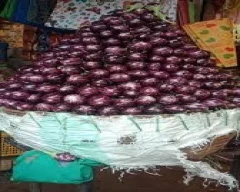 Normal Brinjal for sale in Patna