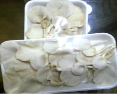 Oyster Mushroom for sale in Surat