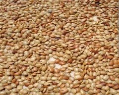 Other Horse Gram for sale in Annamayya