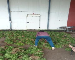 Normal Coriander Leaves for sale in Indore