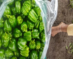 Normal Capsicum for sale in Kalaburagi