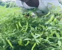 Namdhari NS 1701 Green Chilli for sale in Khargone