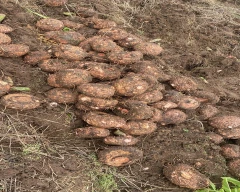 A Grade Quality Elephant Yam for sale in Karur