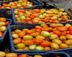A Grade Quality Tomato for sale in Barwani