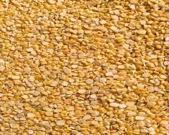Indian Chana Dal for sale in Bhagalpur