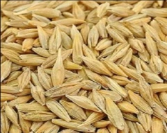 Normal Barley for sale in Agra
