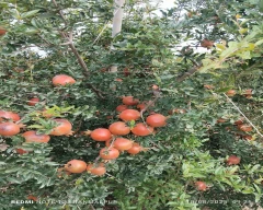B Grade Quality Pomegranate for sale in Morbi