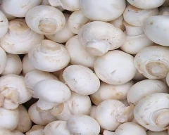 Button Mushroom for sale in Amroha