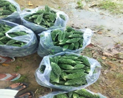 Normal Bitter gourd for sale in Allahabad