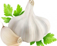 Big White Garlic for sale in Shajapur