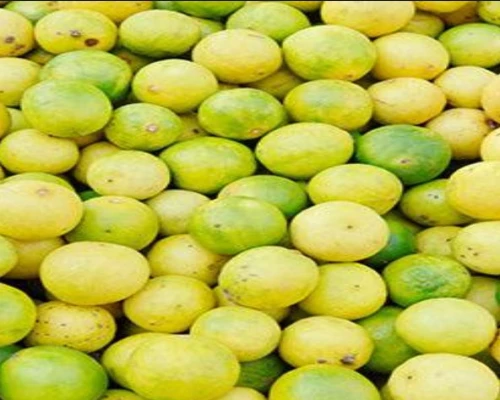Buy A Grade Quality Lemon from Tenkasi, Tamil Nadu at Wholesale