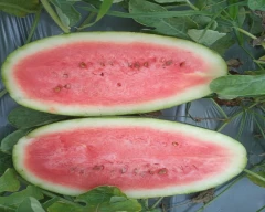 Simba Watermelon for sale in Nellore