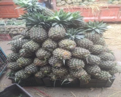 A Grade Quality Pineapple for sale in Varanasi
