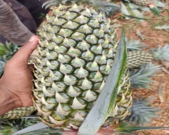 A Grade Quality Pineapple for sale in Kottayam