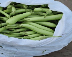 Normal Brinjal for sale in Bahraich