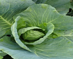 A Grade Quality Cabbage for sale in Chitradurga