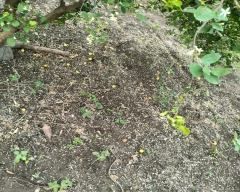 A Grade Quality Lemon for sale in Parbhani