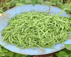 Normal French beans for sale in Chitradurga