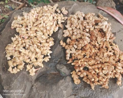 A Grade Quality Ginger for sale in Aurangabad