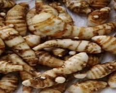 Normal Colocasia for sale in Kishanganj