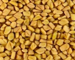 Normal Fenugreek for sale in Bhiwani