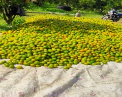 Nagpuri Orange for sale in Amravati