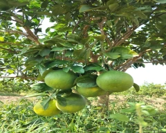 Normal Mosambi for sale in YSR District