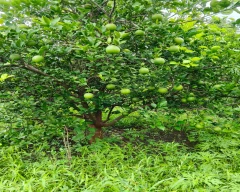 Normal Mosambi for sale in Jalna