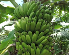 G-9 Banana for sale in Lakhimpur