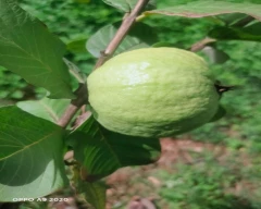 Normal Guava for sale in Chikballapur
