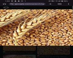 Sharbati Atta for sale in Ferozepur