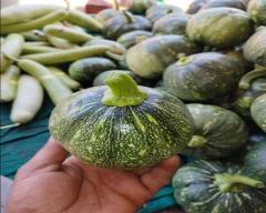 Normal Pumpkin for sale in Jaipur