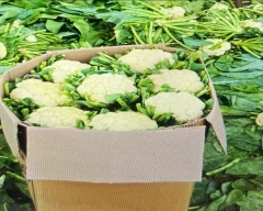 Normal Cauliflower for sale in Ajmer